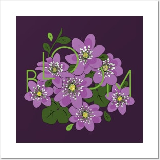 Bloom. Hepatica Flowers Posters and Art